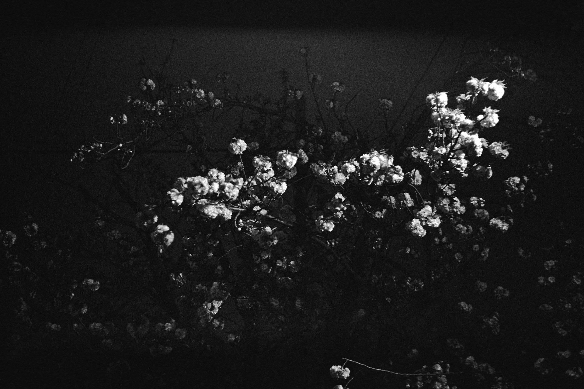 Fractal, photo 14 of 25