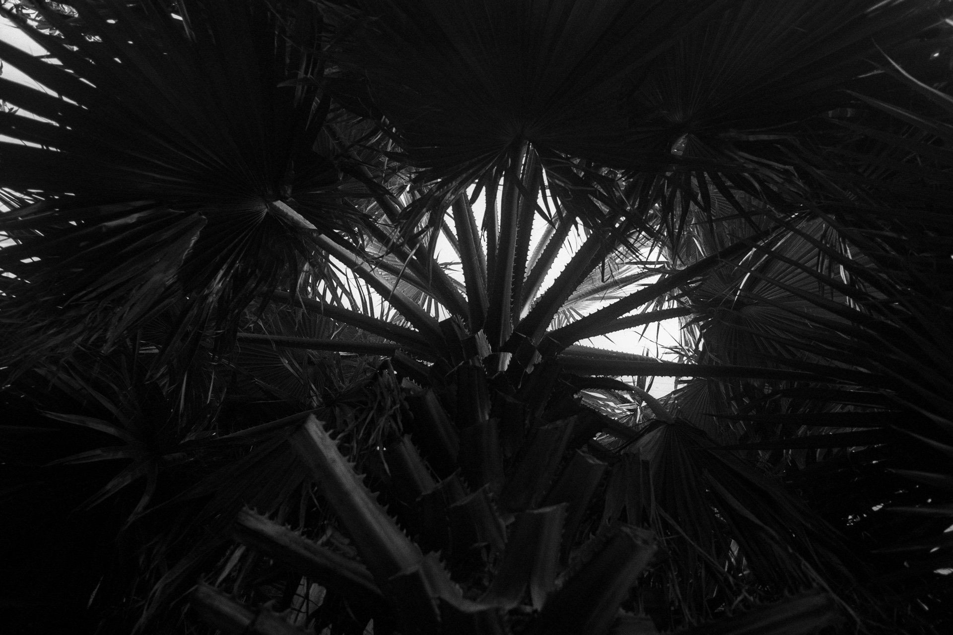 Spike, photo 13 of 28